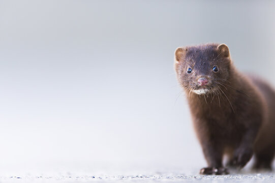 Close Up Of A Mink (Neovison Vison); Valdez, Alaska, United States Of America