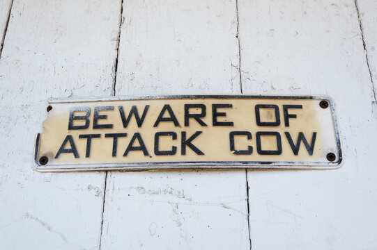 Beware Of Attack Cow Sign On Barn; Honesdale, Pennsylvania, United States Of America