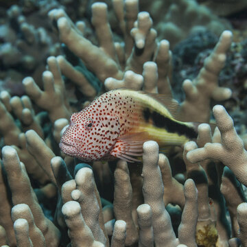 Freckled Hawkfish (Paracirrhites Forsteri) Resting On Finger Coral (Porites Compressa), Near Kona; Island Of Hawaii, Hawaii, United States Of America