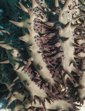 Close Up Of Crown-Of-Thorns Sea Star (Acanthaster Planci) Arms, Near Kona; Island Of Hawaii, Hawaii, United States Of America