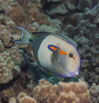 Orangeband Surgeonfish (Acanthurus Olivaceus) Over Mound Coral (Porites Lutea); Kona, Island Of Hawaii, Hawaii, United States Of America