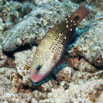 Female Bullethead Parrotfish (Chlororus Sordidus); Kona, Island Of Hawaii, Hawaii, United States Of America
