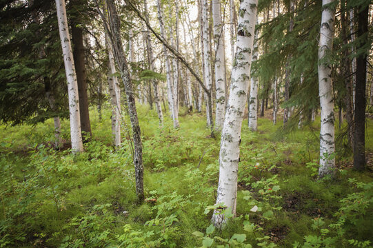 Scenic View Of Trees And Forest Understory At Chena Lakes Recreation Area, Interior Alaska