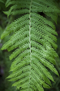 Close Up Detail Of A Fiddlehead Fern, Kenai Peninsula, Southcentral Alaska, Summer