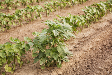 Glyphosate-Ready Palmer Pigweed Thriving (Uncontrolled) In Roundup Ready Cotton Where Roundup Has Been Applied And Controlled Other Weed Species; England, Arkansas, United States Of America