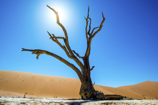 Deadvlei Pan And Dunes, Estimated 900 Year Old Dead Camel Thorn Trees (Acacia Erioloba) In The Dry Clay Pan Are Surrounded By The Wold's Largest Sand Dunes, Namib-Naukluft National Park, Near Sossusvl