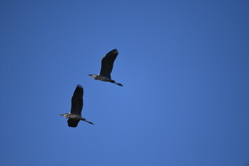 Chinese pond heron flying on sky.