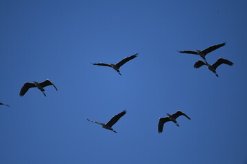 Chinese pond heron flying on sky.