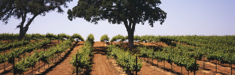 Rows Of Mid-Growth Grapevines In Late Spring On A Hillside Amid Protected Live Oak Trees In California's Central Valley; Lodi, California, United States Of America