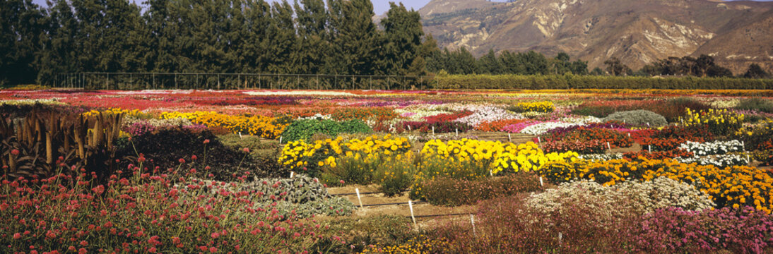 Multiple Flower Varieties Are Planted In A Patchwork And Seen In Late Summer In Ventura County, Trees And Mountains In The Background; Santa Paula, California, United States Of America