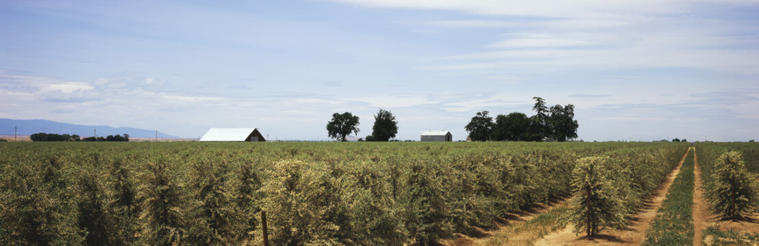 Rows Of Blooming Olive Trees Are Seen In Late Spring With Farm Buildings, Clouds And Blue Sky In The Background, Central Valley; Willows, California, United States Of America