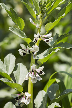 Close Up Of Fava Bean Blossoms; Rostrenen, Brittany, France
