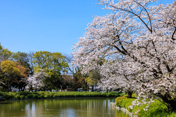 名城公園の満開を迎えた桜　愛知県名古屋市