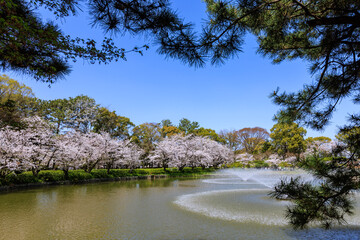 名城公園の満開を迎えた桜　愛知県名古屋市
