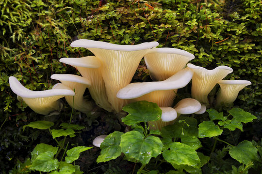 Close Up Of Angel Wing Mushrooms (Pleurocybella Porrigens) Growing On A Mossy Spruce Log, Kodiak Island, Southwest Alaska
