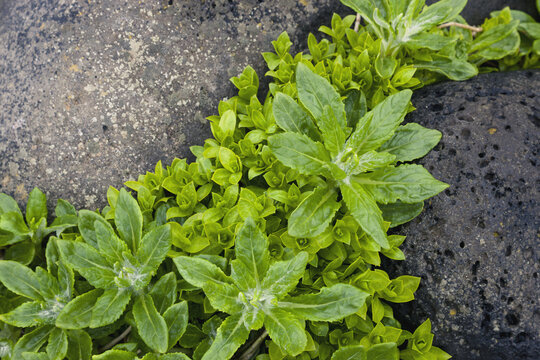 Green Foliage Growing In Between Dark Volcanic Rocks, St. Paul Island, Southwestern Alaska, USA, Summer