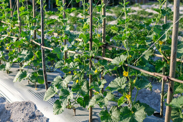 Cucumis Melo plant with flowers in an organic farm in the field