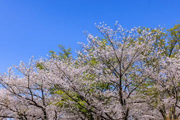 名古屋城内の桜　愛知県名古屋市