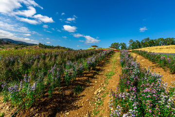 Obraz premium Close up background view Of bright pink flowers, planted in pots to place the faces or decorate the gardens for people to see and relax.