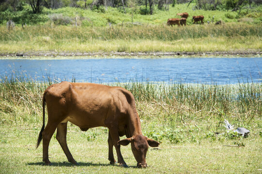 Grazing Cows By The River; Sexaxa Village, Maun, Botswana