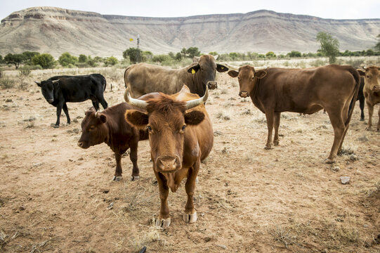 Beef Cattle In A Field; Namibia