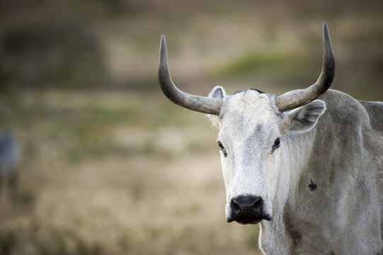 Nguni Cattle On A Farm; Stellenbosch, Western Cape, South Africa