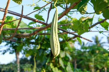Fresh green luffa Cylindrica on the tree, new back pumpkin hanging