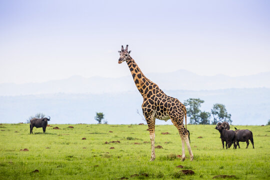 Giraffe And Water Buffalo (Bubalus Bubalis), Murchison Falls National Park; Uganda
