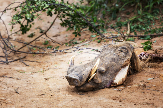Head Of A Dead Warthog, Murchison Falls National Park; Uganda