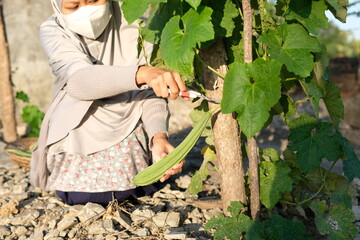Asian woman picking fresh green Luffa cylindrica on a tree