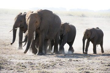 African Elephant (Loxodonta Africana) Family Walks Across Dusty Plain, Amboseli National Park; Kenya