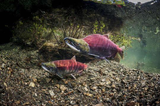 Sockeye Salmon  (Oncorhynchus Nerka) Spawning Pair Positioned Over A Redd That Is Under Construction.