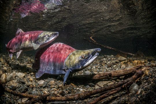 Sockeye Salmon (Oncorhynchus Nerka) Spawning Pair Positioned Over A Redd That Is Under Construction.
