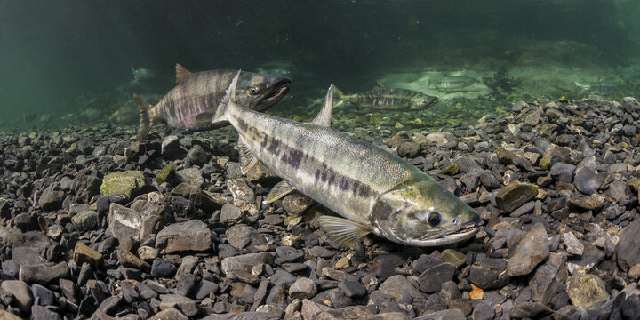 Female Chum Salmon (Oncorhynchus Keta) Sniffing The Water Where She Is Building Her Redd As A Male Guards.