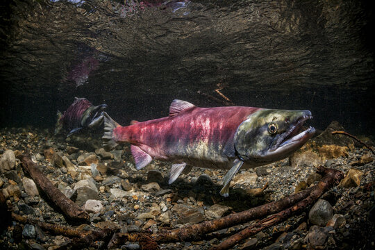 Sockeye Salmon (Oncorhynchus Nerka) Spawning Pair Positioned Over A Redd That Is Under Construction.