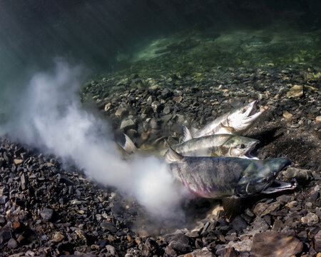 Chum Salmon (Oncorhynchus Keta) Spawning; Underwater View In An Alaskan Stream During Summer.