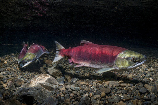 A Female Sockeye Salmon (Oncorhynchus Nerka) Is Positioned Over Her Redd While Competing Jacks Fight Over Her Downstream, Alaska