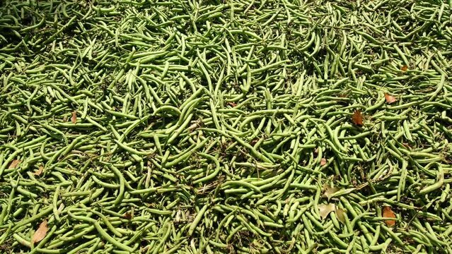 Moving camera above layer or pile of green beans refusal or low quality farm product dumped on ground and drying in sun. Some green beans will be cooked as feed for animal and leftovers will be compos