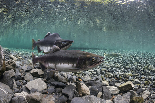 Pink Salmon (Oncorhynchus Gorbuscha) Probes Her Redd While Her Alpha Male Guards In An Alaska Stream During Summer.