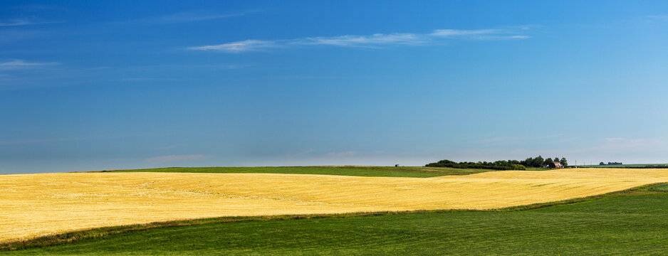 A Strip Of A Golden Grain Field Framed By Green Fields With Blue Sky And Cloud; Acme, Alberta, Canada