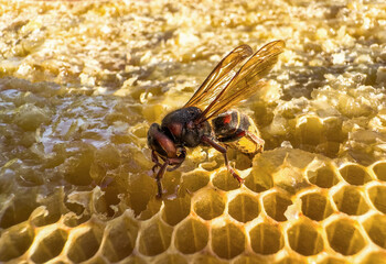 Hornet destroys bee hive. Bee on honey comb. Hornets pests. Thick honey dripping from honeycomb. Stream of golden thick honey flowing down on honeycombs. Beekeeping, Honeycomb close up..