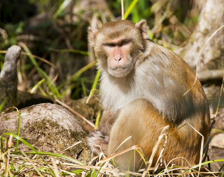 Rhesus Monkey (Macaca Mulatta); Florida, United States Of America