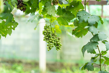 Fototapeta na wymiar Ripe grapes growing in vineyard, Vineyard with ripe grapes, organic farm. green fruit. 