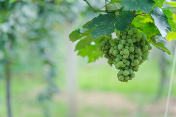 Ripe grapes growing in vineyard, Vineyard with ripe grapes, organic farm. green fruit. 