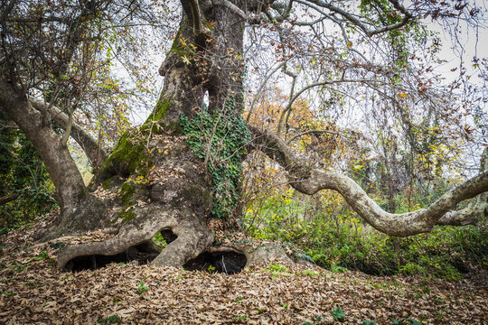 Tree With Exposed Roots Above Ground And Low Branches; Mieza, Greece