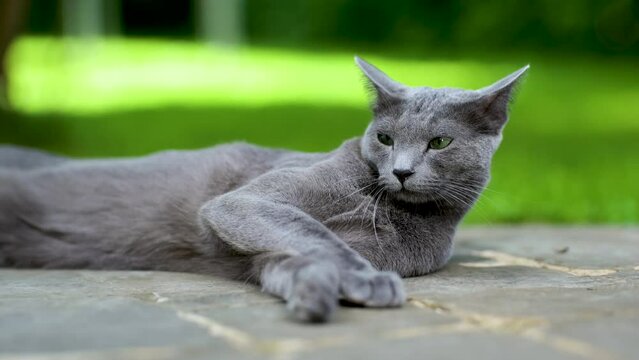 Young playful Russian Blue cat relaxing in the backyard. Slow motion footage.