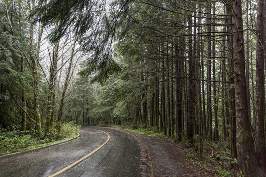 Wet Road Through A Forest; British Columbia, Canada