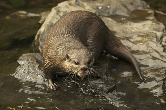 Wet Otter Sitting On A Rock At The Edge Of The Water