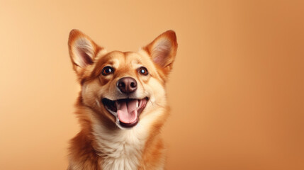 Laughing dog on pastel orange background