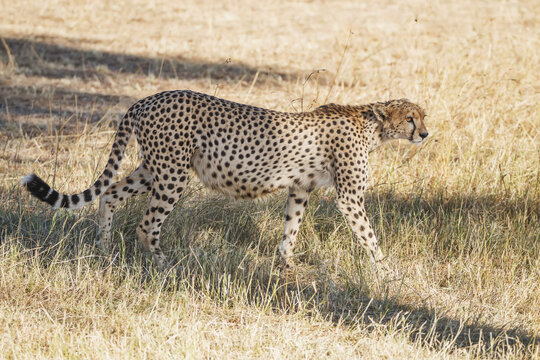 A Heavily Pregnant Cheetah (Acinonyx Jubatus) Is Prowling In The Shade Of A Tree, Looking For Prey In The Distance; Narok, Kenya